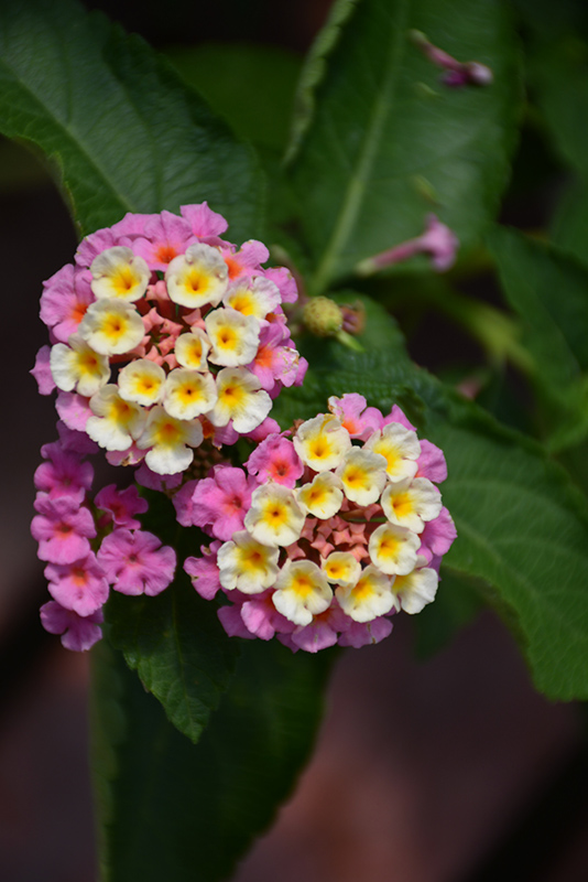 Luscious Pinkberry Blend Lantana (lantana Camara 'luscious Pinkberry 