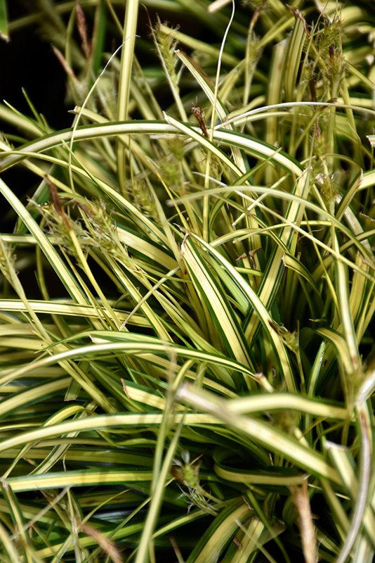 Evercolor® Eversheen Japanese Sedge Carex Oshimensis Eversheen In St Thomas Port Stanley 8334