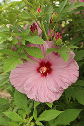 Summerific Lilac Crush Hibiscus Hibiscus Lilac Crush In St Thomas