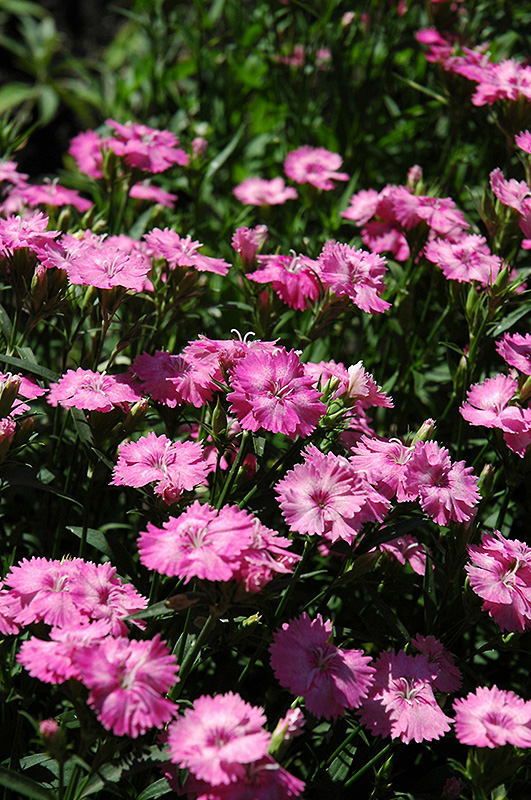 Blue Hills Pinks (Dianthus 'Blue Hills') in St Thomas Port Stanley ...