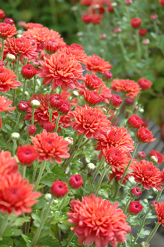 Fiona Chrysanthemum (Chrysanthemum 'Fiona') in St Thomas Port Stanley ...