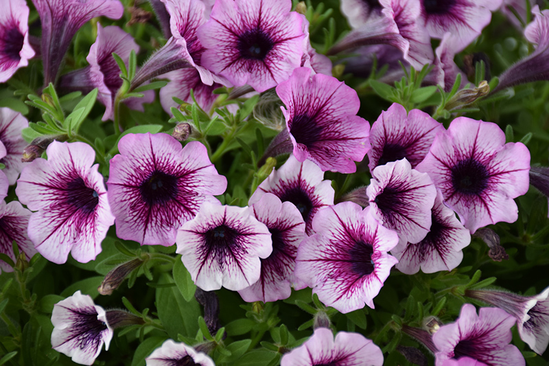 Supertunia® Mulberry Charm Petunia (Petunia 'Supertunia Mulberry Charm ...