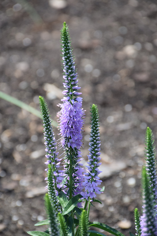 Lavender Lightsaber Speedwell (Veronica 'Lavender Lightsaber') in St