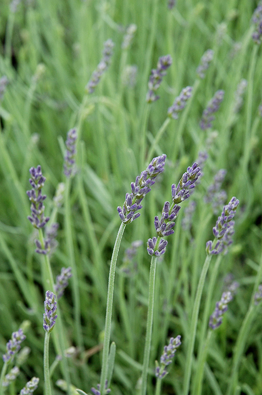Silver Mist Lavender (Lavandula angustifolia 'Silver Mist') in St Thomas  Port Stanley London Woodstock Aylmer Ontario ON at Canadale Nurseries