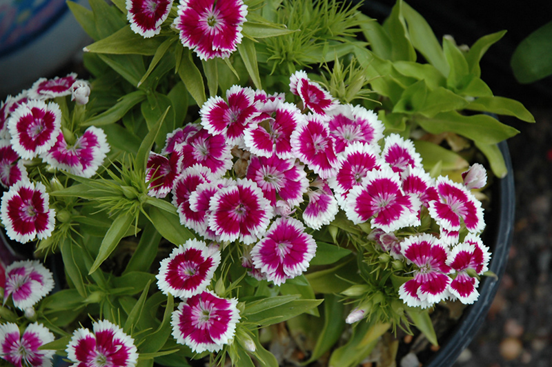 Barbarini Purple Picotee Sweet William (Dianthus barbatus