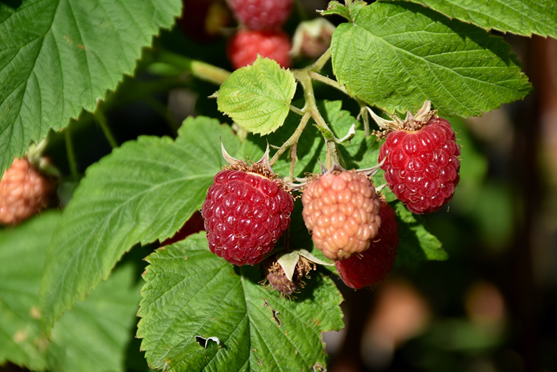 Latham Raspberry (Rubus 'Latham') in St Thomas Port Stanley London  Woodstock Aylmer Ontario ON at Canadale Nurseries