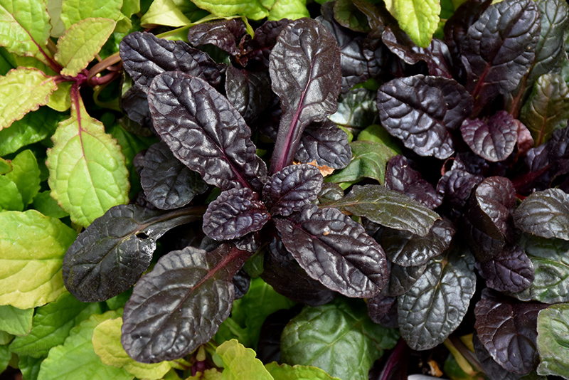 Feathered Friends Fierce Falcon Bugleweed (Ajuga 'Fierce Falcon') in St ...