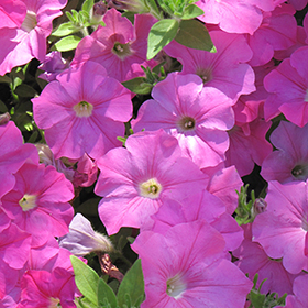 Plant Photo 1