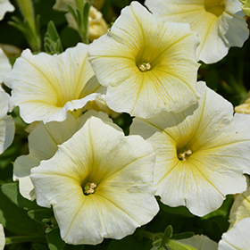 Plant Photo 6