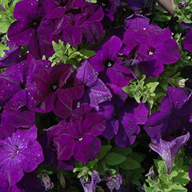 Plant Photo 10