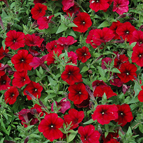 Plant Photo 4