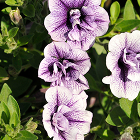 Plant Photo 8