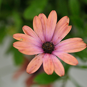 Plant Photo 8