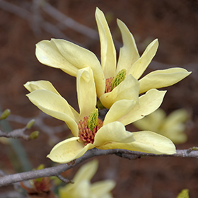 Plant Photo 8