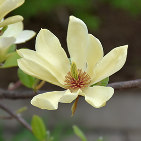 Plant Photo 10
