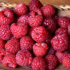 Latham Raspberry (Rubus 'Latham') in St Thomas Port Stanley London  Woodstock Aylmer Ontario ON at Canadale Nurseries