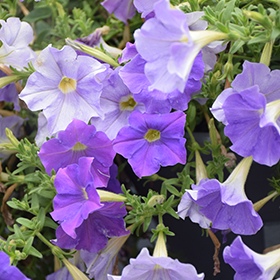 Plant Photo 9