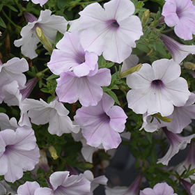 Plant Photo 7