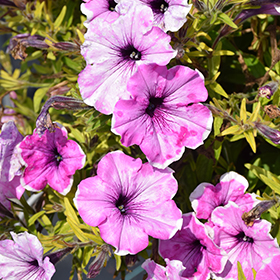 Plant Photo 4
