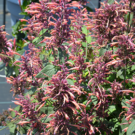 Plant Photo 10