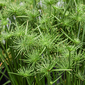 Plant Photo 4