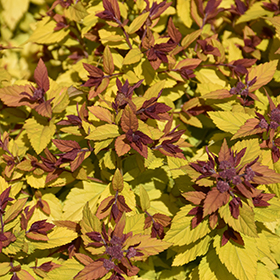Plant Photo 4