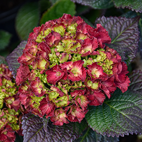 Plant Photo 1