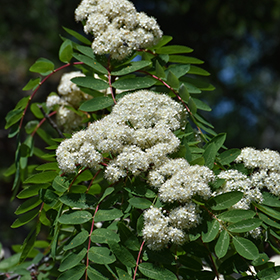 Plant Photo 6