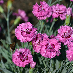 Plant Photo 6