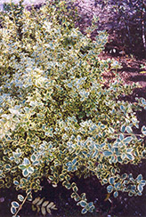 Canadale Gold Wintercreeper (Euonymus fortunei 'Canadale Gold') at Canadale Nurseries