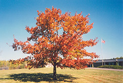 Red Oak (Quercus rubra) at Canadale Nurseries