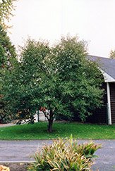 Montmorency Cherry (Prunus 'Montmorency') at Canadale Nurseries