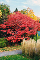 Shadblow Serviceberry (Amelanchier canadensis) at Canadale Nurseries