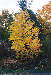 Katsura Tree (Cercidiphyllum japonicum) at Canadale Nurseries