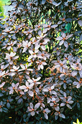 P.J.M. Elite Rhododendron (Rhododendron 'P.J.M. Elite') at Canadale Nurseries