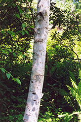 Whitespire Birch (Betula populifolia 'Whitespire') at Canadale Nurseries