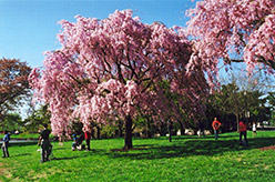 Pink Weeping Higan Cherry (Prunus subhirtella 'Pendula Rosea') at Canadale Nurseries