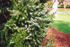 Serbian Spruce (Picea omorika) at Canadale Nurseries