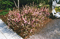 Double Pink Flowering Almond (Prunus glandulosa 'Rosea Plena') at Canadale Nurseries