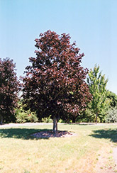 Royal Red Norway Maple (Acer platanoides 'Royal Red') at Canadale Nurseries