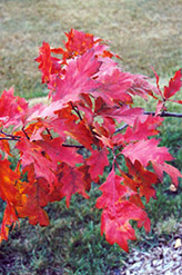 Red Oak (Quercus rubra) at Canadale Nurseries