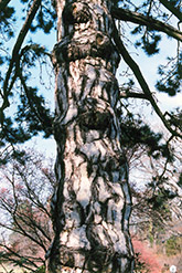 Austrian Pine (Pinus nigra) at Canadale Nurseries