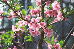 Fantasia Nectarine (Prunus persica var. nucipersica 'Fantasia') at Canadale Nurseries