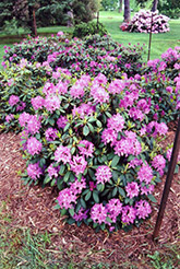 Roseum Elegans Rhododendron (Rhododendron catawbiense 'Roseum Elegans') at Canadale Nurseries
