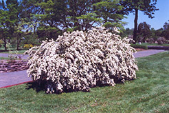 Vanhoutte Spirea (Spiraea x vanhouttei) at Canadale Nurseries