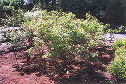 Northland Blueberry (Vaccinium corymbosum 'Northland') at Canadale Nurseries