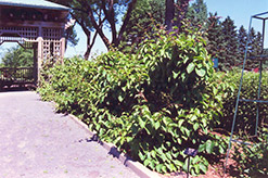 Issai Hardy Kiwi (Actinidia arguta 'Issai') at Canadale Nurseries