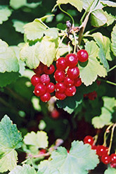 Red Currant (Ribes sativum) at Canadale Nurseries