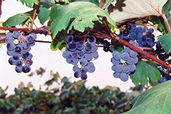 Concord Grape (Vitis 'Concord') at Canadale Nurseries