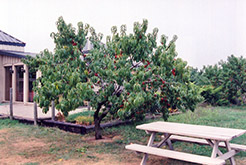 Hardired Nectarine (Prunus persica var. nucipersica 'Hardired') at Canadale Nurseries